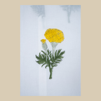 Princess Cut A-Line Kurta with Pockets